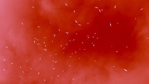 Seagulls flying overhead in slow motion against stormy clouds. Inverted and tinted red.HD.