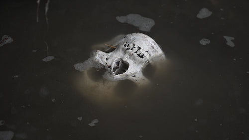 Skull in murky, muddy river. Medical skull (prop) submerged in water. 4K.