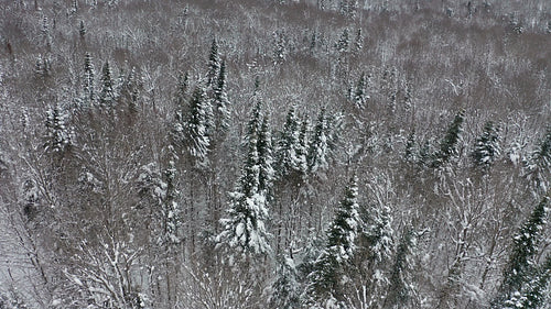 Slow drone descent to snow covered trees. Snow falling. 4K.