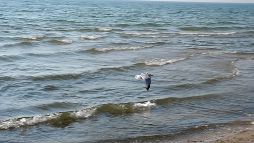 Slow motion shot of seagull in flight over beach. PEC, Ontario, Canada. HD video.