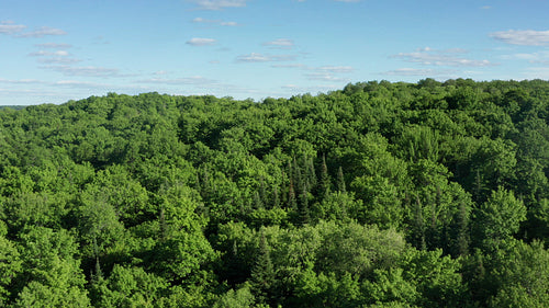 Low drone flight over beautiful summer forest. Ontario. 4K.