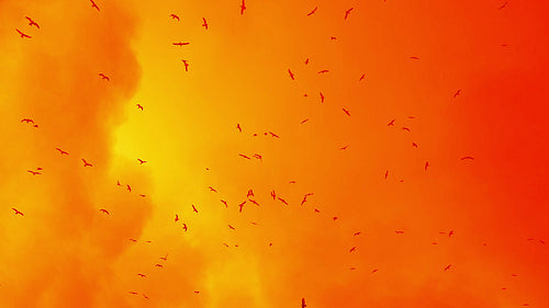 Seagulls flying overhead in slow motion against stormy clouds. Orange tint. HD.