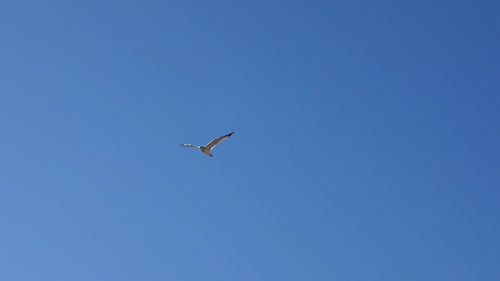 Slow motion shot of sunlit seagull in flight. PEC, Ontario, Canada. HD video.