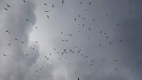 Seagulls flying overhead in slow motion against stormy clouds. HD.