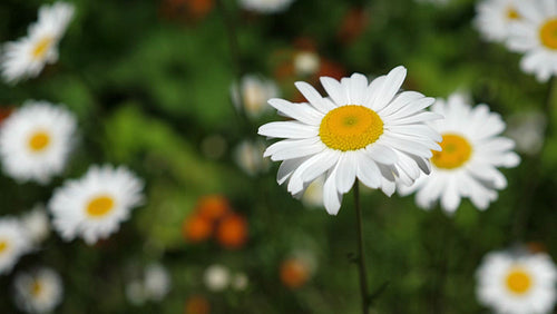 Closeup of wild daisy. Shallow depth of field. 4K.