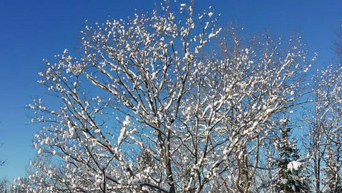 Drone orbiting snow covered maple tree with blue sky background. 4K.