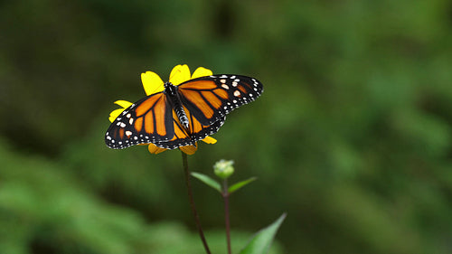 Monarch butterfly spreads its wings as it feeds on a woodland sunflower. 4K.