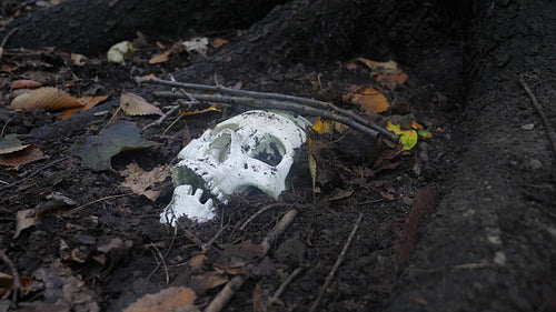 Skull in the woods. Medical skull (prop) in soil and debris at base of tree. 4K.