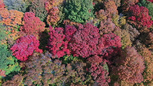 Drone aerial. Circling over vibrant autumn trees. Don Valley, Toronto. 4K