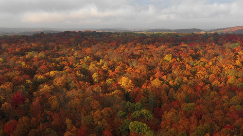 Beautiful autumn landscape. Drone flight over forest. Ontario, Canada. 4K.