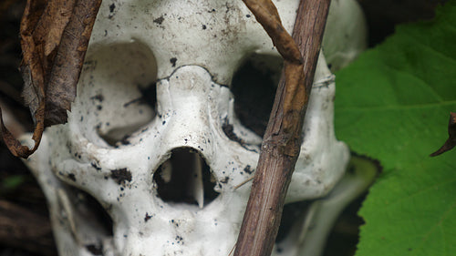 Skull closeup. Medical skull (prop) sitting in forest debris. 4K.