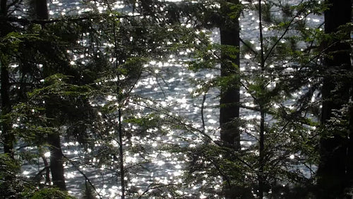 Slow motion lake reflections viewed through coniferous forest branches. HD.