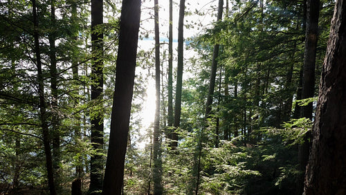 View through forest with sparkling lake below. Cottage country, Ontario. 4K.