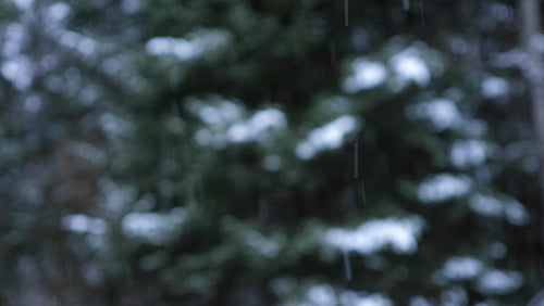 Winter snow background. Defocused trees. Ontario, Canada. 4K.