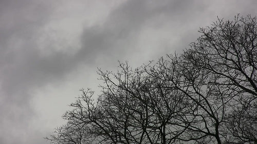Bare winter trees in the wind with grey clouds. Room for text. HD video.
