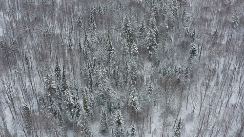 Circling snowy grove of evergreen trees. Winter in Ontario, Canada. 4K.