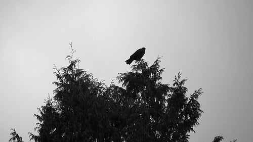 Spooky shot of crow in tree. HD.