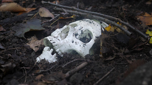 Skull in the woods. Medical skull (prop) emerging from forest debris. 4K.