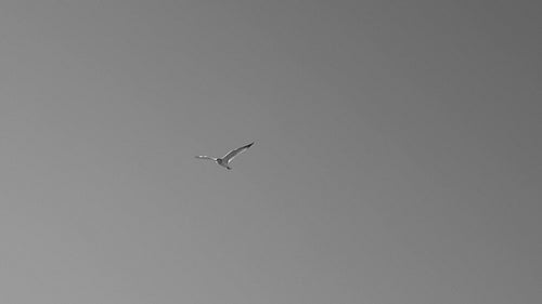 Slow motion shot of sunlit seagull in flight. Black and white. PEC, Ontario, Canada. HD video.