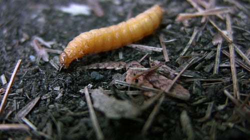 Grub makes its way across forest floor. Macro shot. HDV footage. HD.