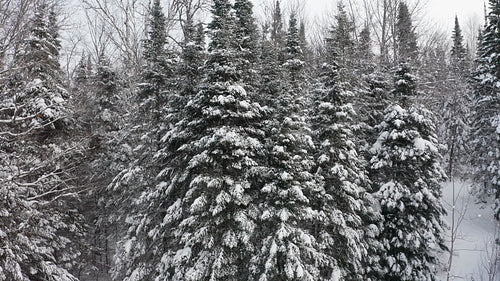 Circling small grove of snow covered conifers. 4K.