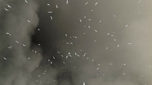 Seagulls flying overhead in slow motion against stormy clouds. Inverted colour. HD.