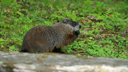 Groundhog eating grass. 4K.