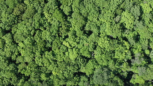 Drone flight over summer forest. Medium shot. 4K.