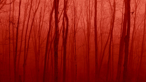 Horror forest. Slow drone flight passing bare trees in blood red forest. 4K.