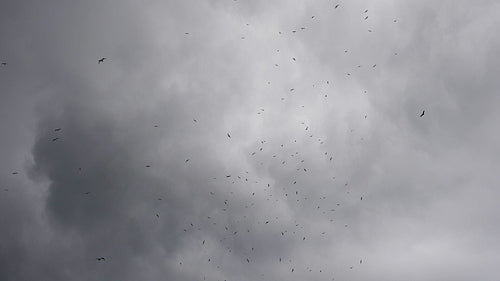 Seagulls and a couple of hawks flying in slow motion against stormy clouds. HD.