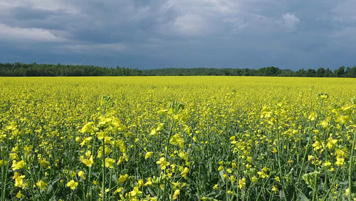 Sunny field of canola rapeseed with dark grey stormclouds. Ontario, Canada. 4K.