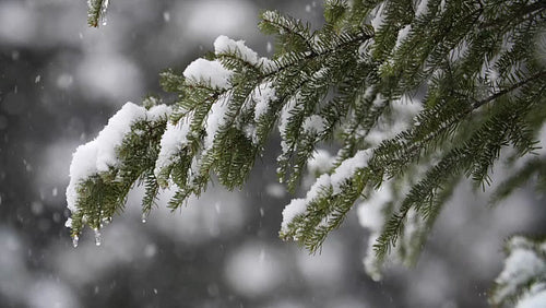 Slow motion snow falling on winter evergreen branches. Ontario, Canada. HD.