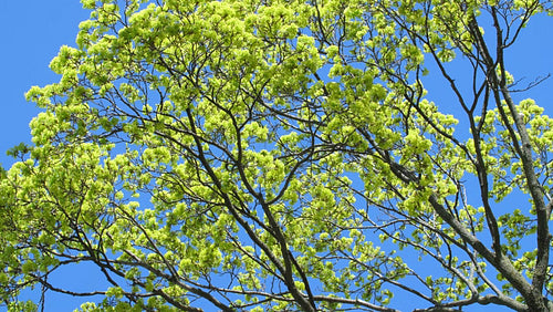 Spring tree with new fresh green leaves against blue sky. Toronto, Canada. 4K.