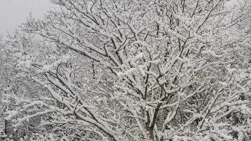 Drone circling beautiful snowy maple tree after winter storm. 4K.