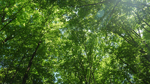 Summer forest with green leaves. Panning shot showing sun and trees. 4K.