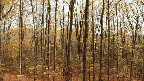 Smooth drone flight through fall forest. Leaves falling. Rural Ontario, Canada. 4K video.