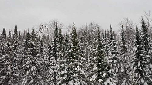 Drone circling conifers with falling snow. Clockwise movment. 4K.