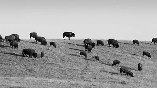 Herd of buffalo in Alberta, Canada. Black and white. HD.