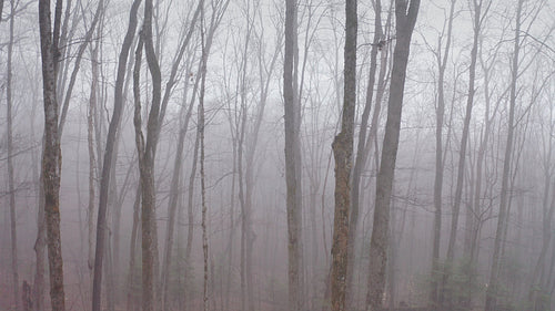 Slow dolly shot passing bare deciduous trees in misty forest. 4K.