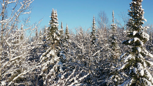 Slow rising drone flight through sunny, winter wonderland forest. Ontario, Canada. 4K.