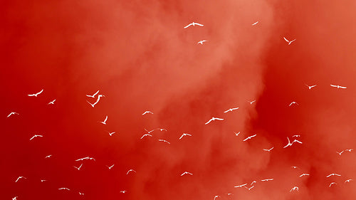 Seagulls flying in slow motion against stormy clouds. Inverted and tinted red. HD.