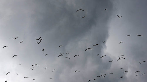 Seagulls flying in slow motion against stormy clouds. HD.