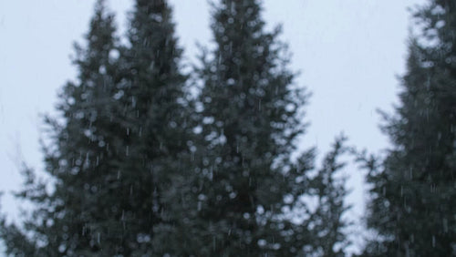 Winter snow background. Defocused trees. Ontario, Canada. 4K.