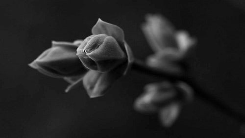 Spooky Spring Bud. Black and white. HD.