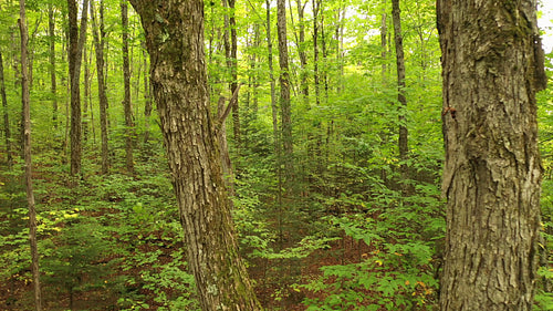 Drone shot between trunks of tree in green forest. 4K.