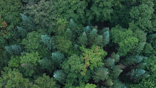 Rising aerial drone shot over mixed species forest. Beautiful colours. 4K.