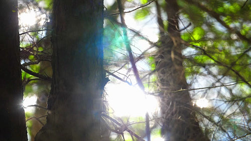 Sparkling lake view through forest tree trunks. HD.