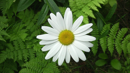 Daisy with ferns in the background. Overhead, top down shot. HDV footage. HD.