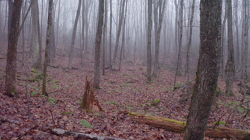 Slow drone flight through mysterious, misty forest. Late fall. 4K.