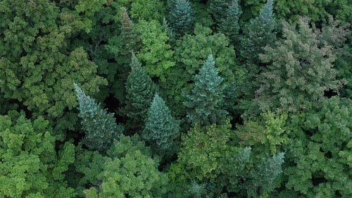 Circling aerial drone shot over mixed species forest. Beautiful colours. 4K.